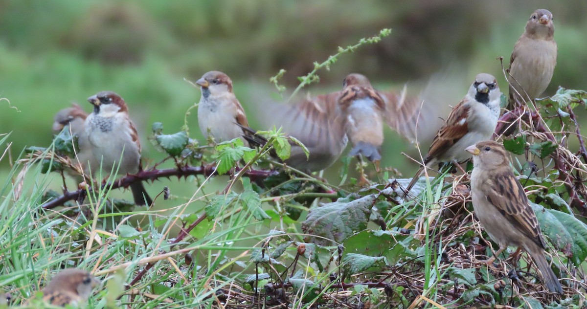 House Sparrow - ML644715029