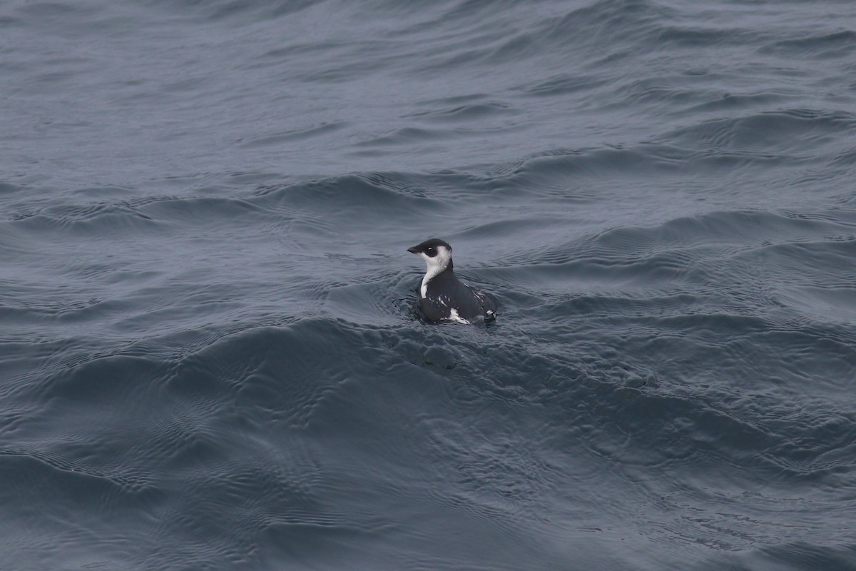 Dovekie - ML644715038