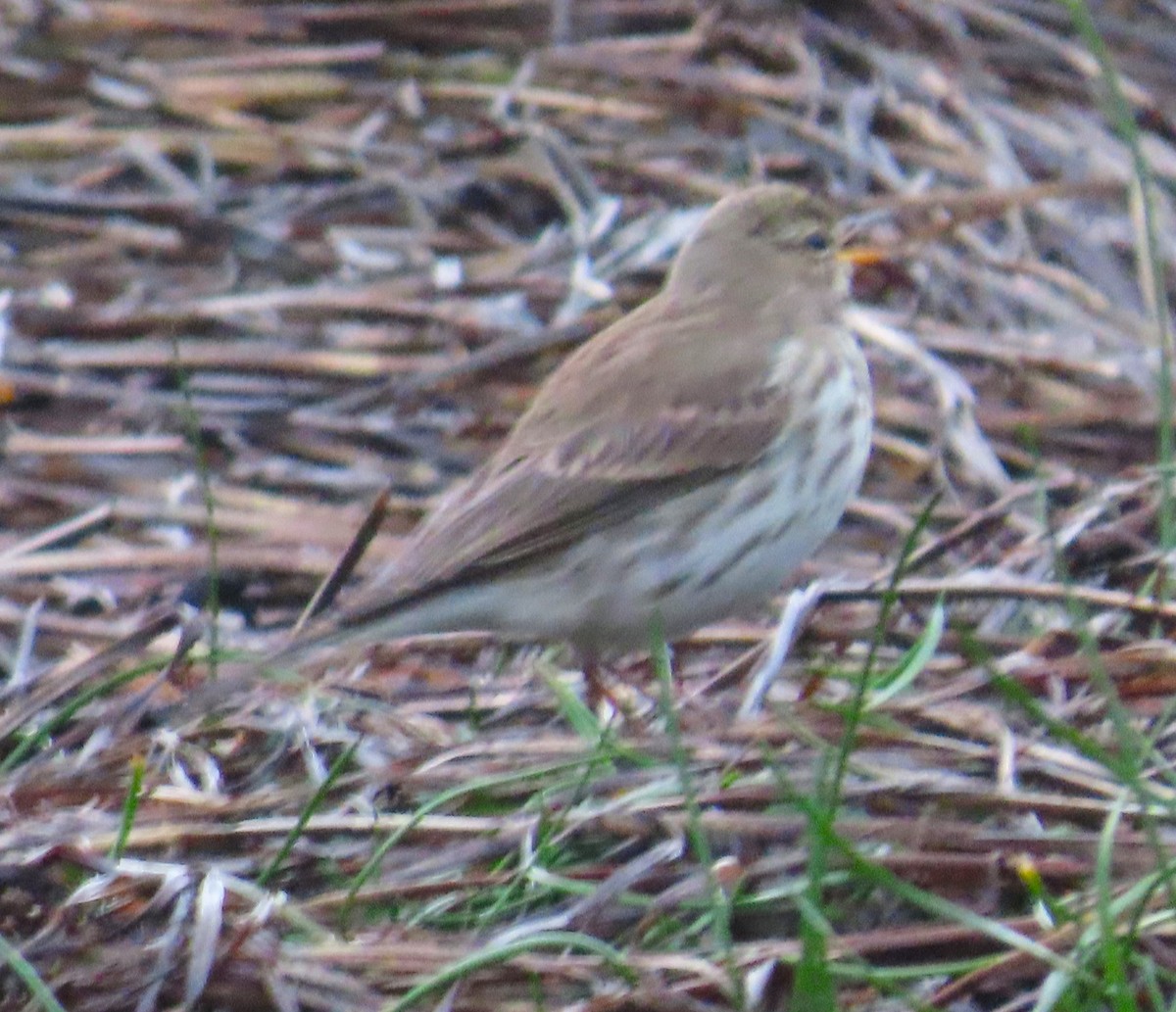 Pipit spioncelle - ML644715039