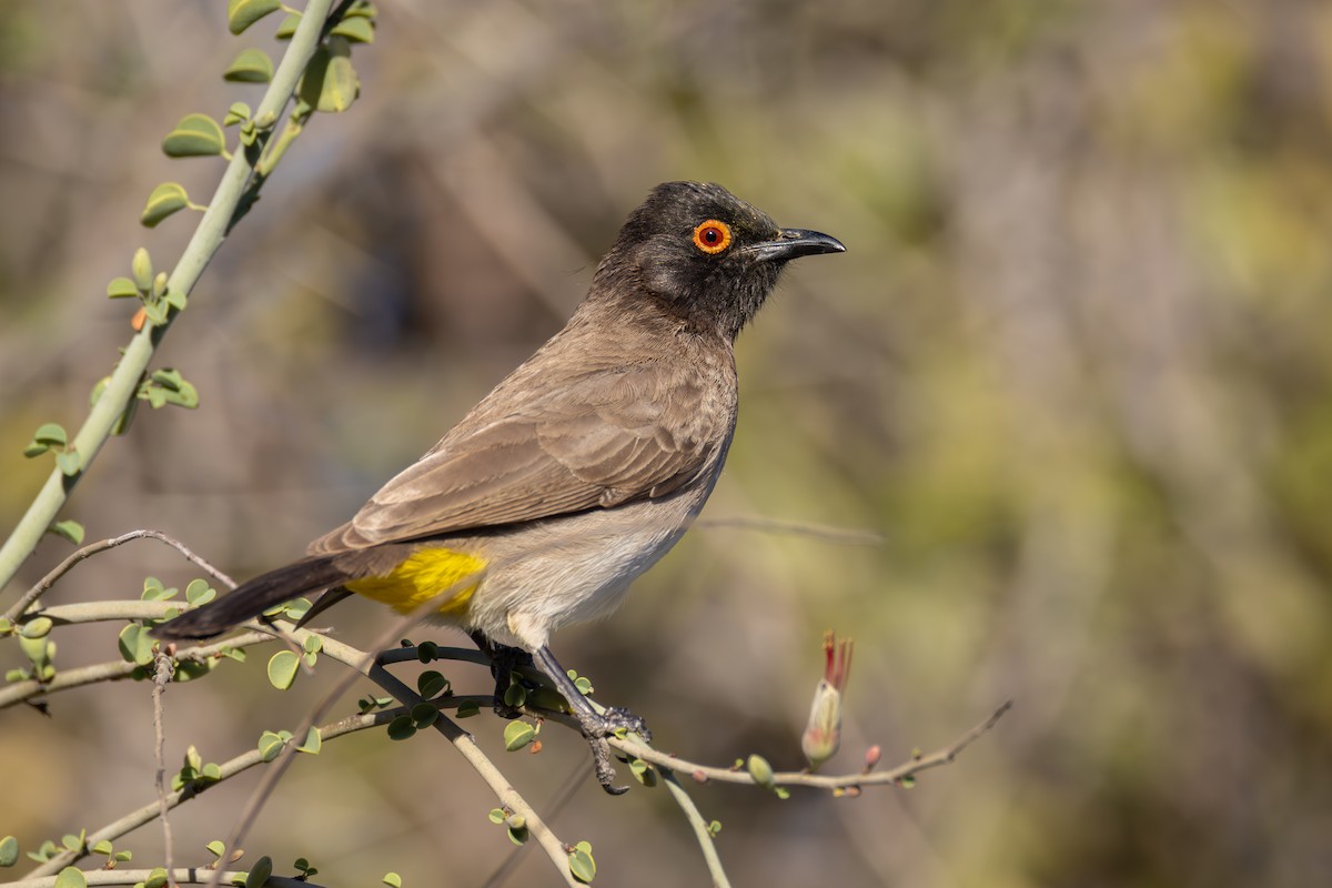 Afrika Arapbülbülü - ML644715040