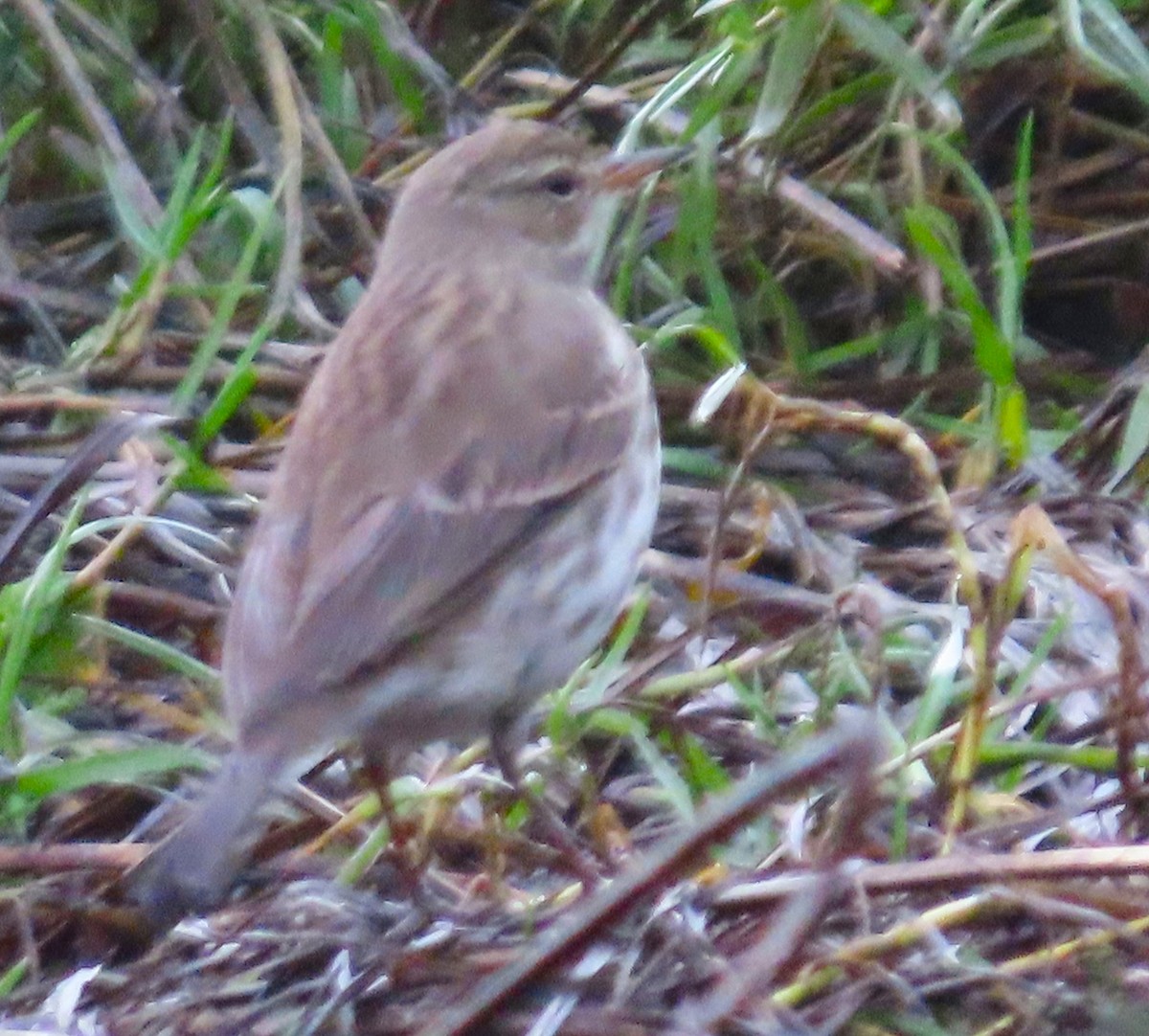 Pipit spioncelle - ML644715044