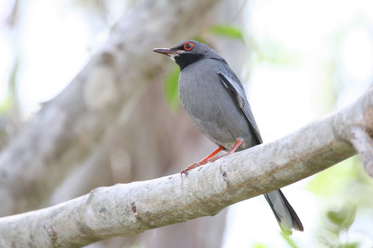 Western Red-legged Thrush - ML644715046