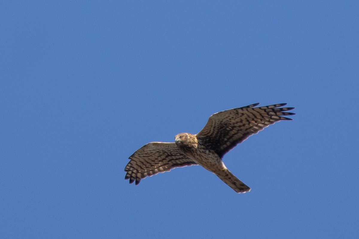 Northern Harrier - ML644715047