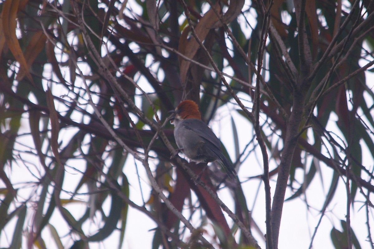 Rufous-eared Brushfinch - ML644715048