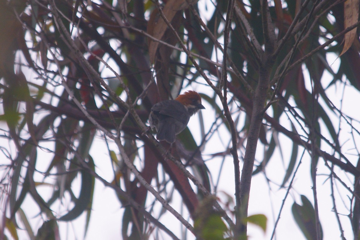 Rufous-eared Brushfinch - ML644715049