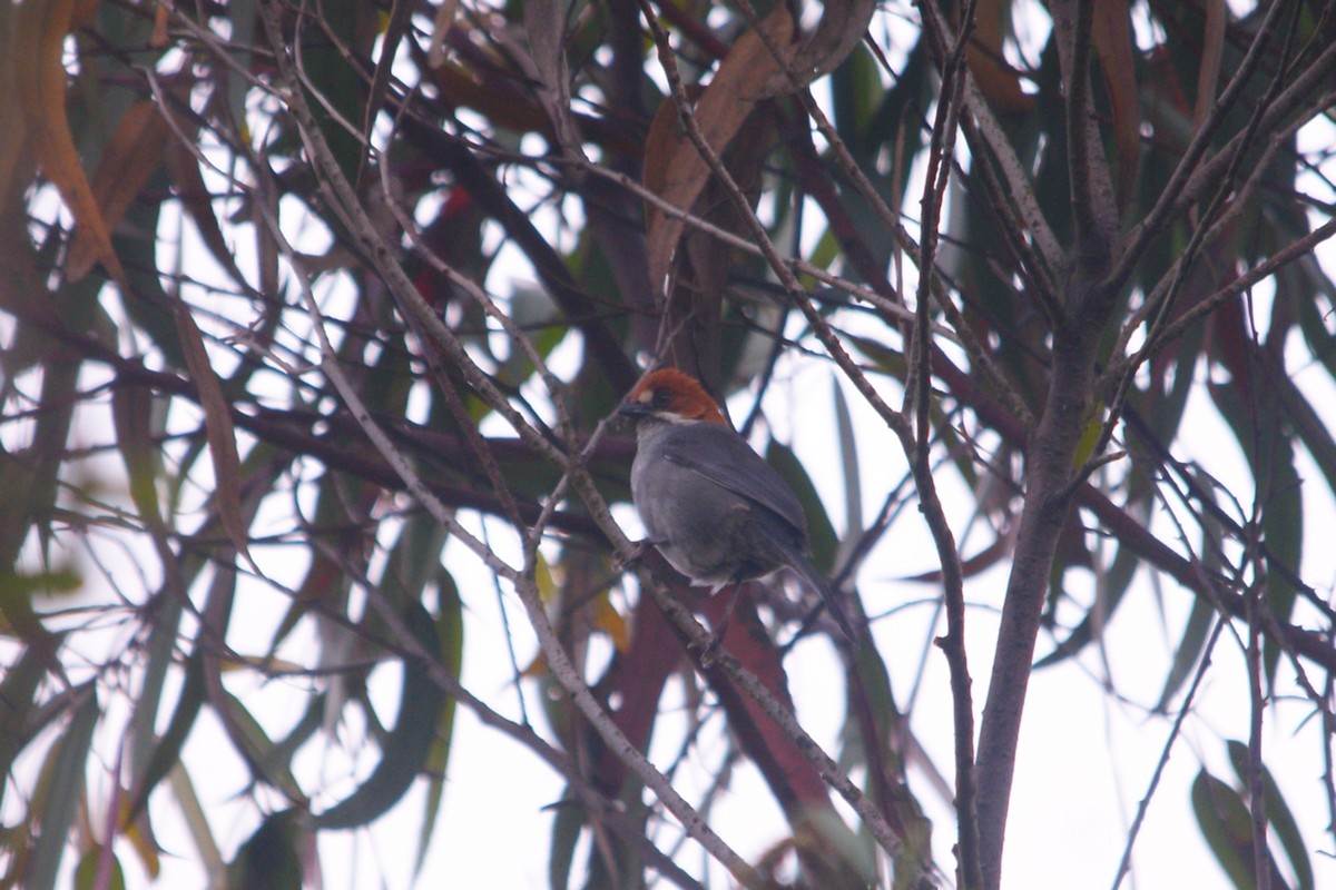 Rufous-eared Brushfinch - ML644715050
