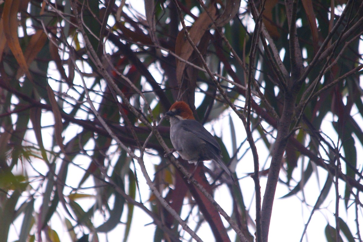 Rufous-eared Brushfinch - ML644715051