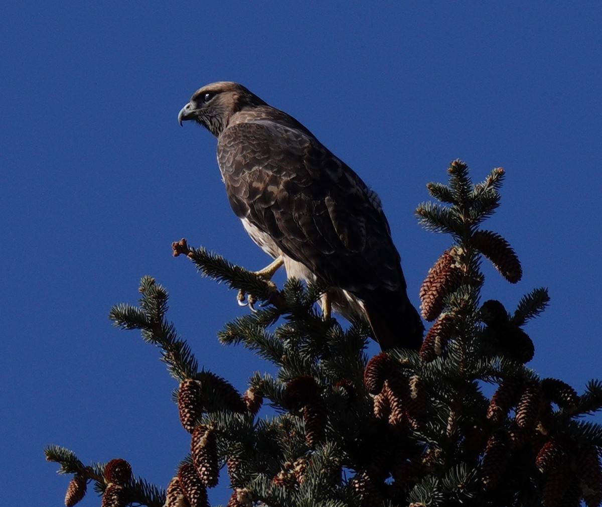 Kızıl Kuyruklu Şahin - ML644715062