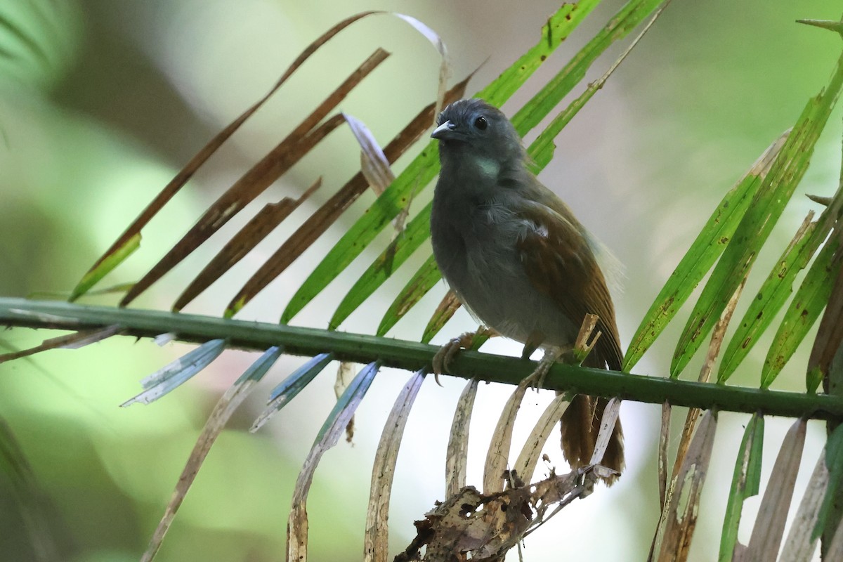 Timalí Alirrojo - ML644715063