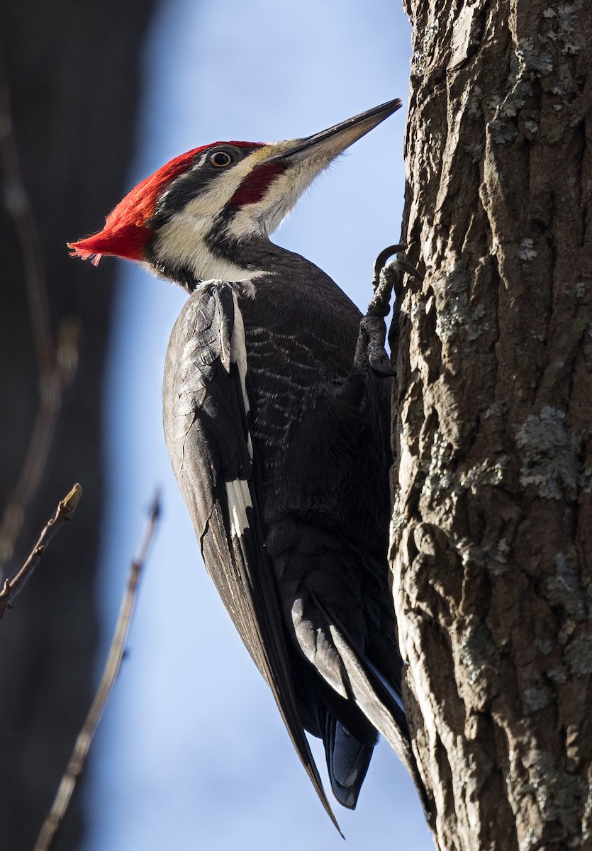 Pileated Woodpecker - ML644715066