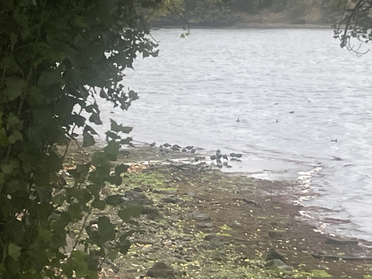 Лиска американська - ML644715101