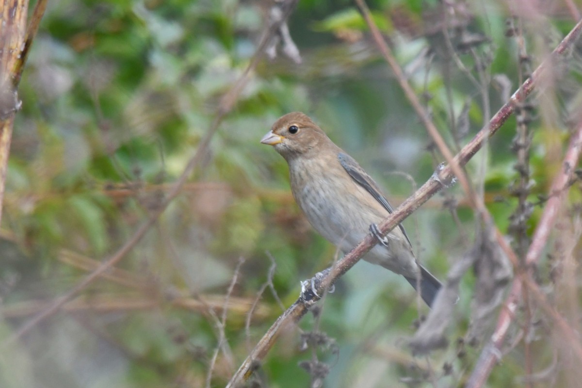 indigospurv - ML644715106