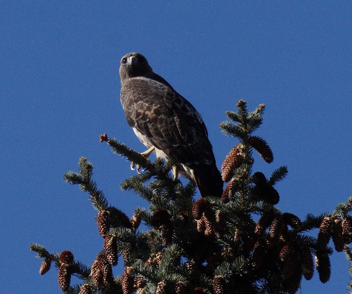Kızıl Kuyruklu Şahin - ML644715107