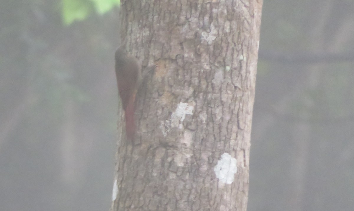 gråhodetreløper - ML644715116