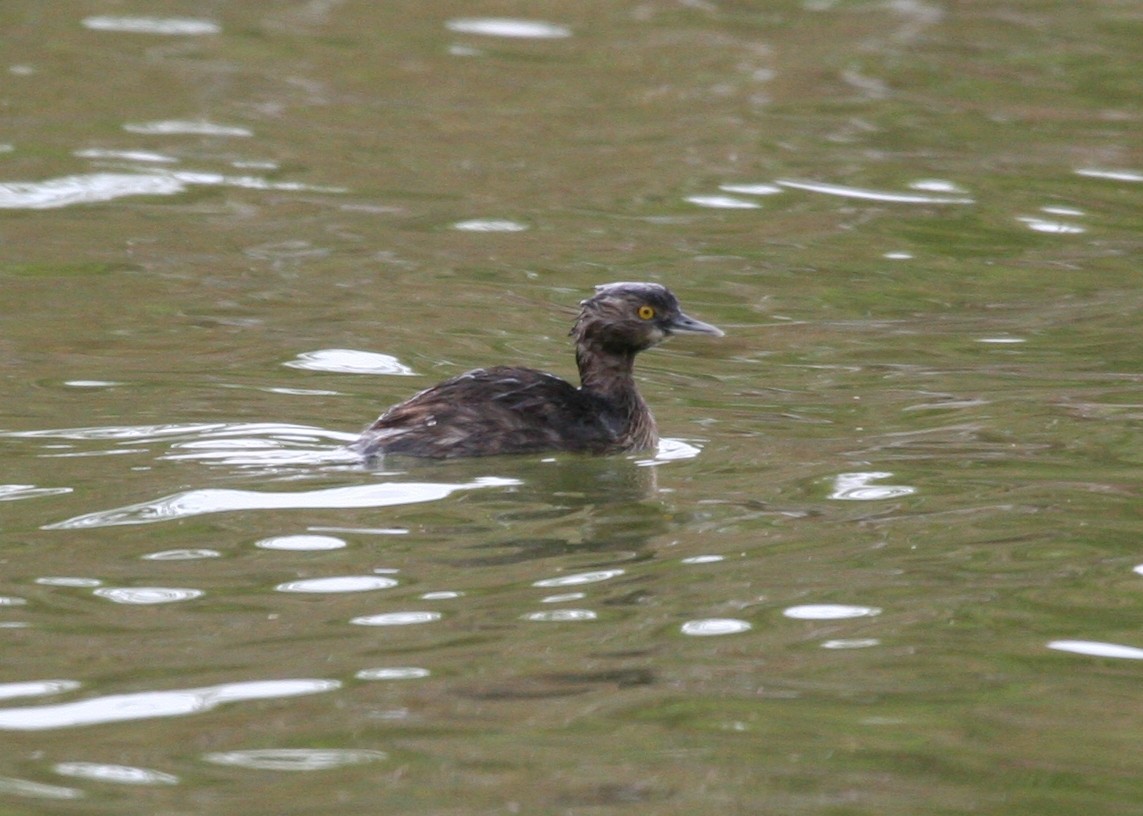 ヒメカイツブリ - ML644715122