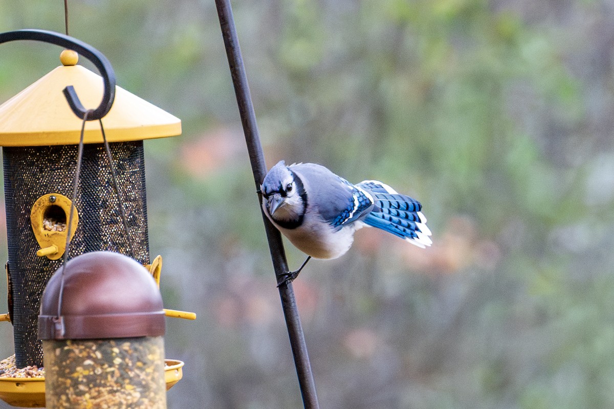 Blue Jay - ML644715124