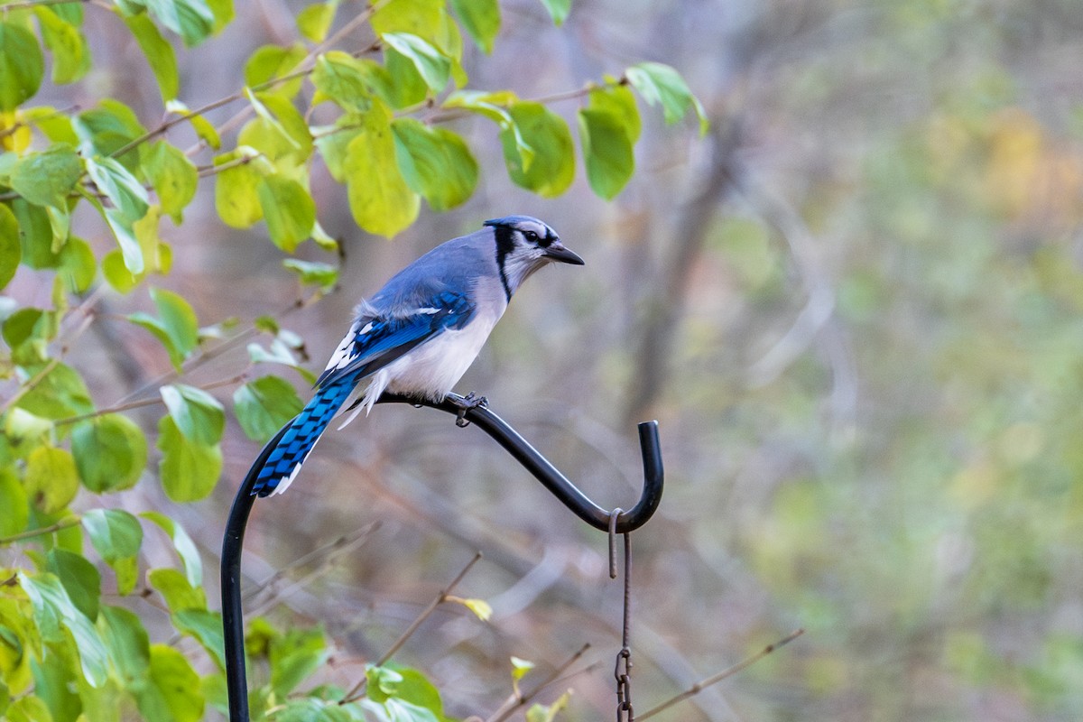 Blue Jay - ML644715125