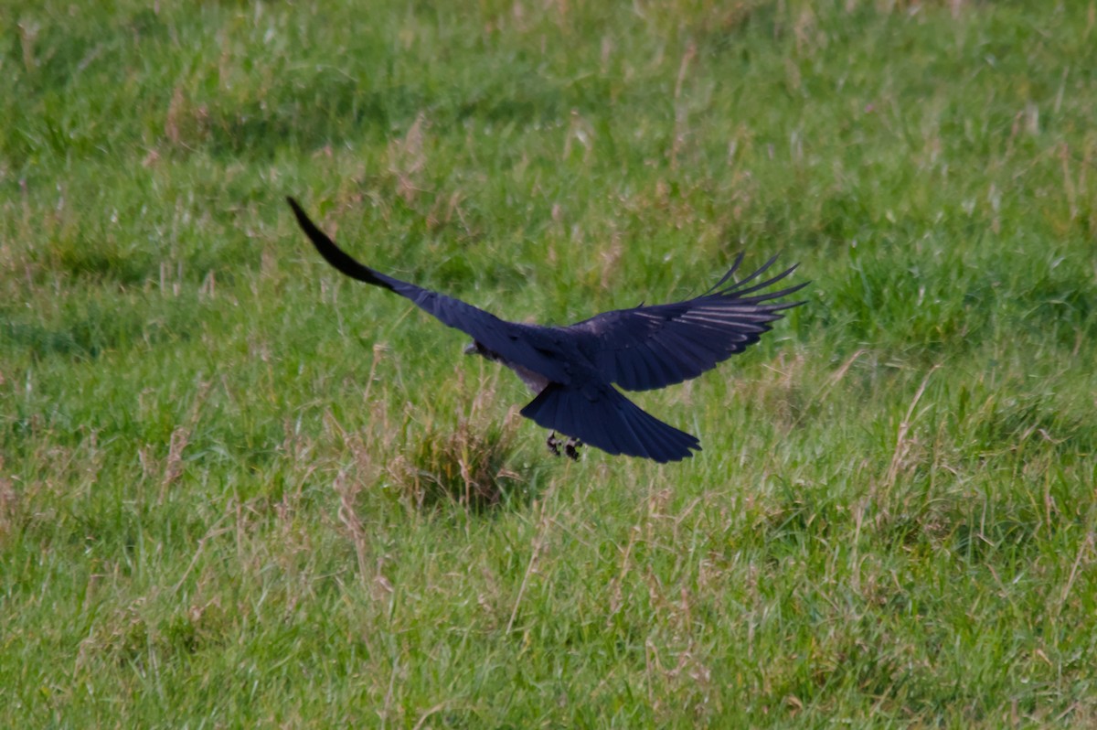 Хар хэрээ - ML644715126