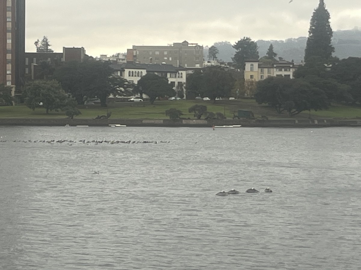 Double-crested Cormorant - ML644715129