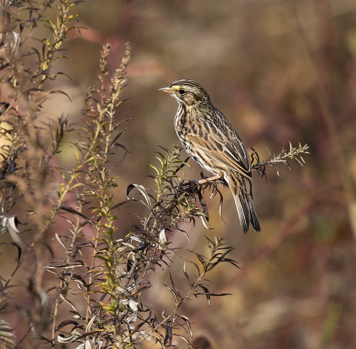 Savannah Sparrow - ML644715130