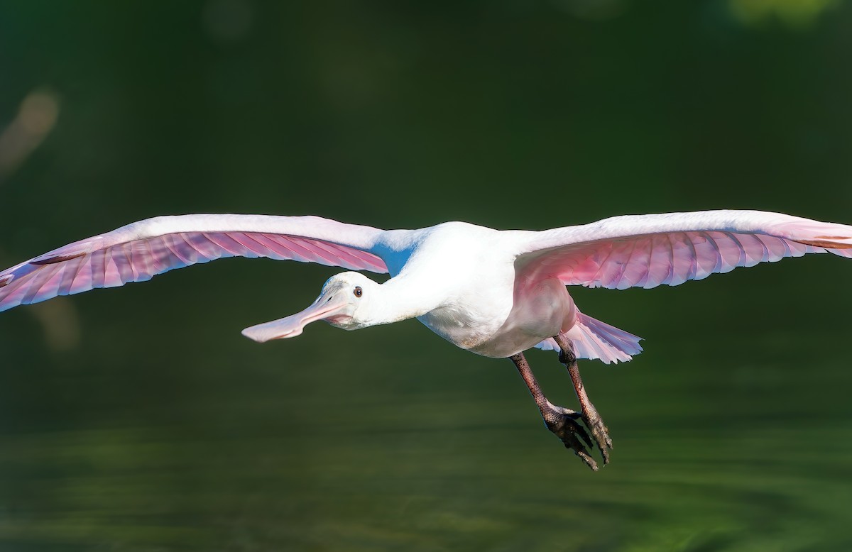Roseate Spoonbill - ML644715134
