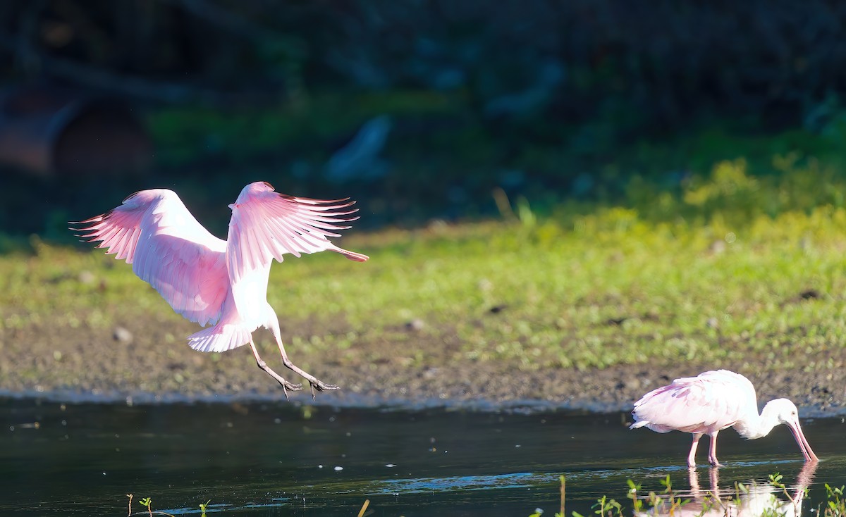 Roseate Spoonbill - ML644715137