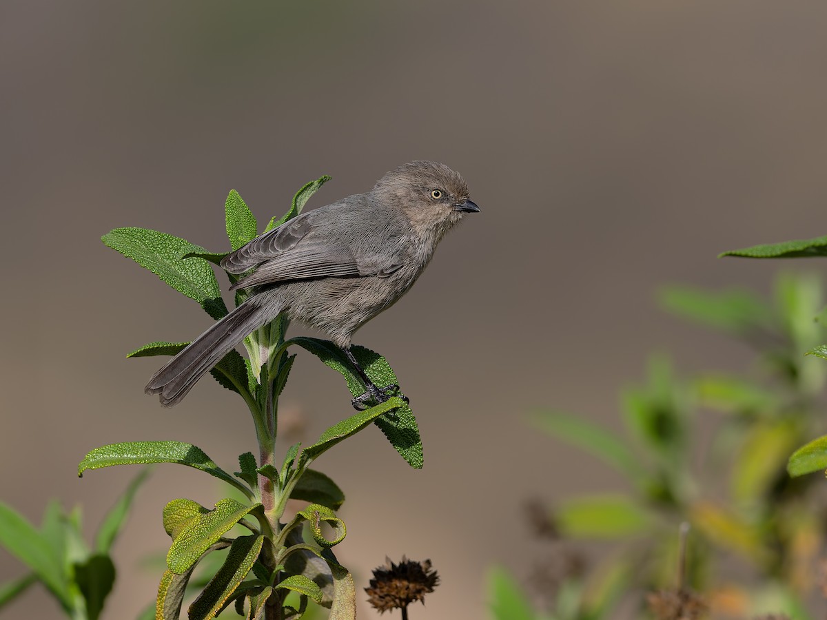 Bushtit (Pacific) - ML644715138