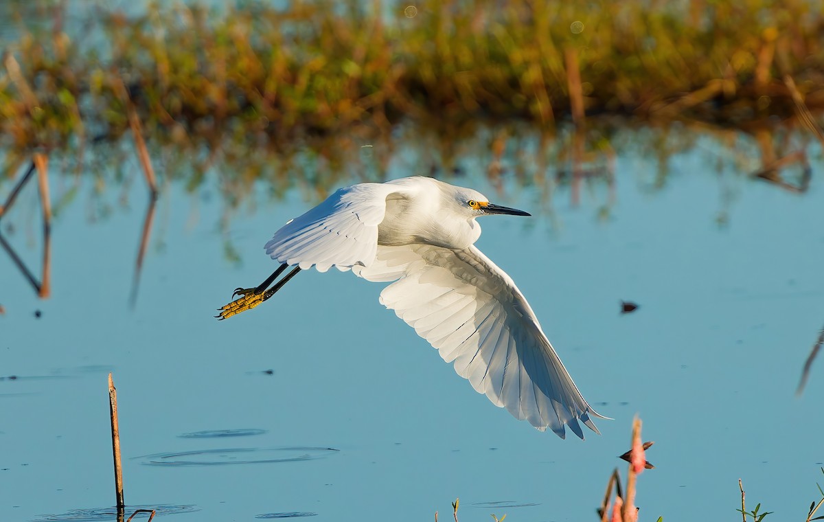 Snowy Egret - ML644715139