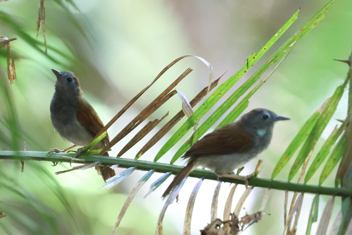 Chestnut-winged Babbler - ML644715140