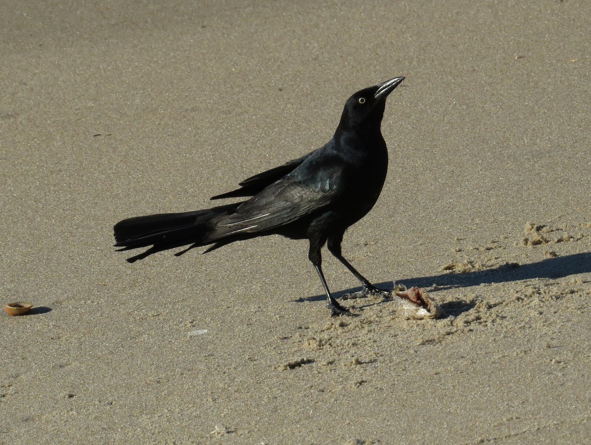 Boat-tailed Grackle - ML644715141