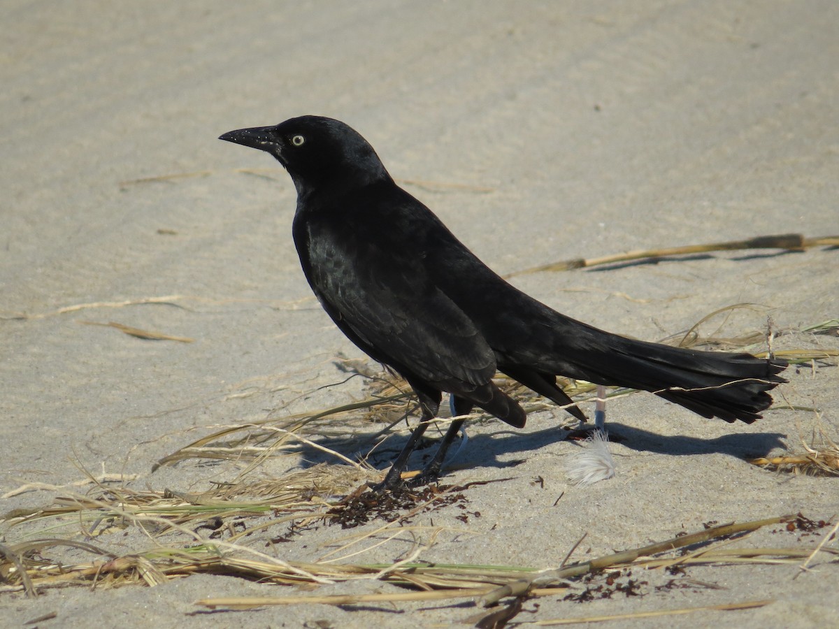 Boat-tailed Grackle - ML644715142