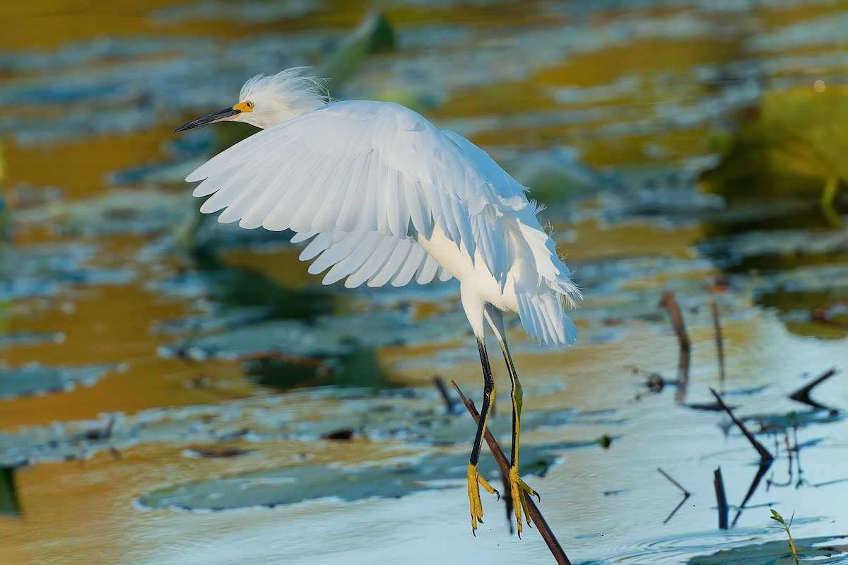 Snowy Egret - ML644715144
