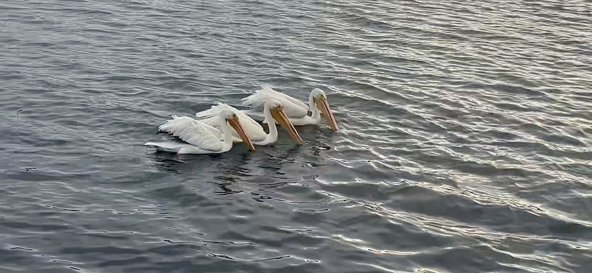 American White Pelican - ML644715145