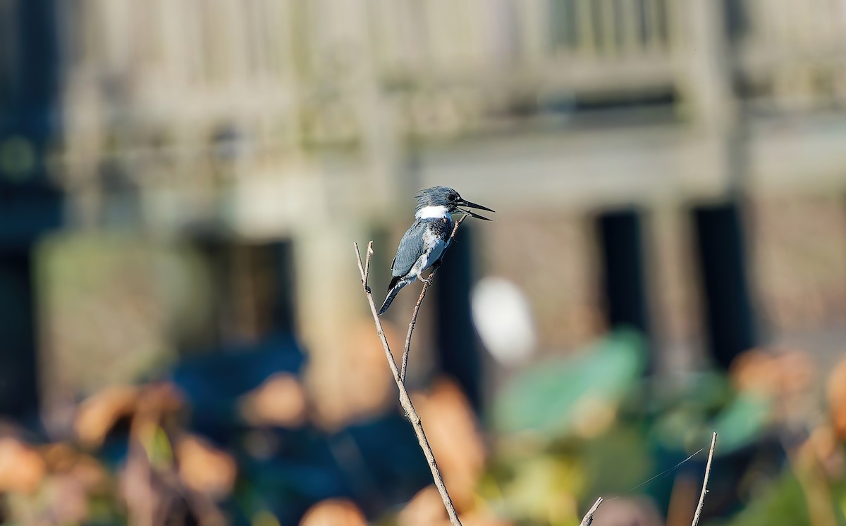 Belted Kingfisher - ML644715146