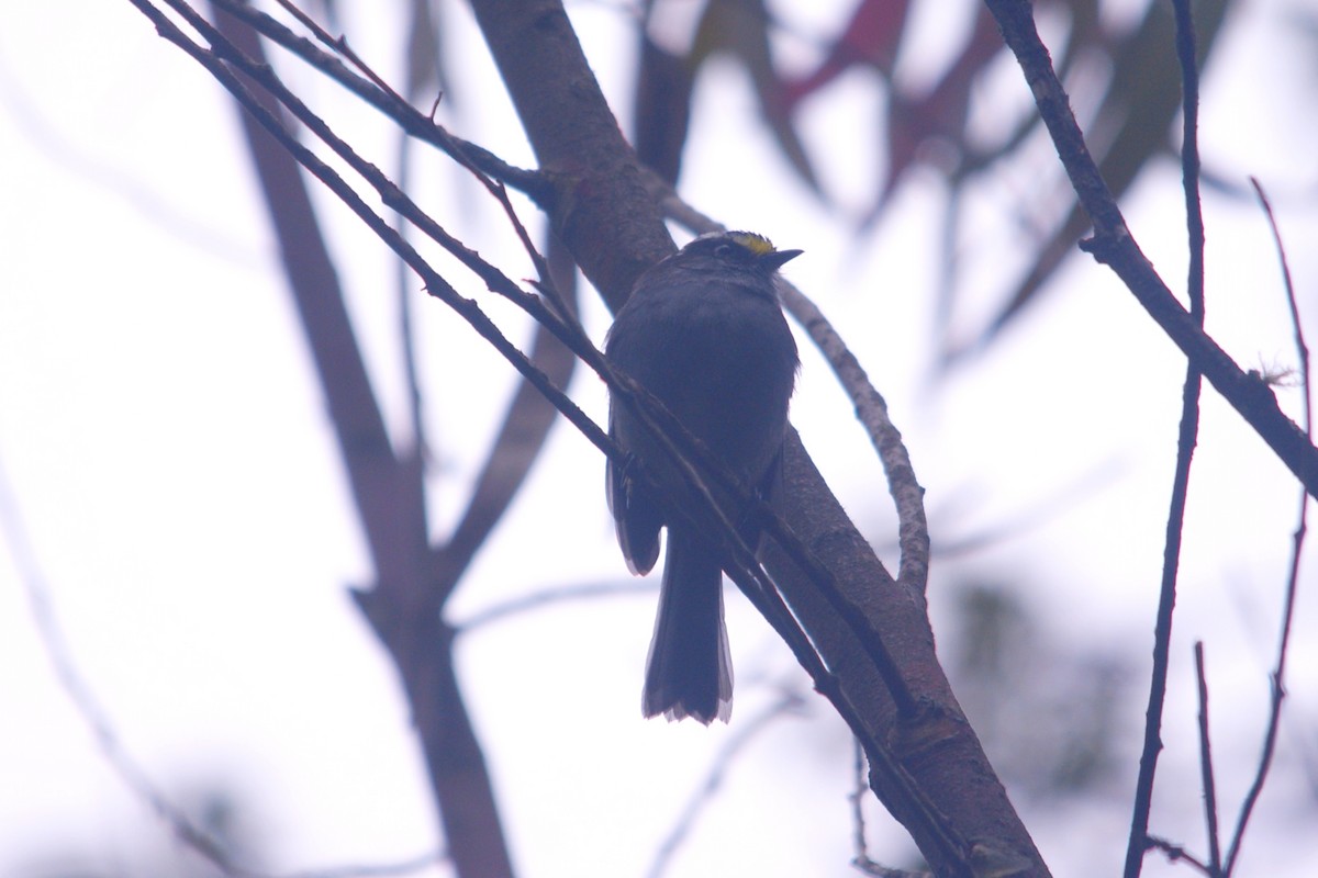 Jelski's Chat-Tyrant - ML644715147