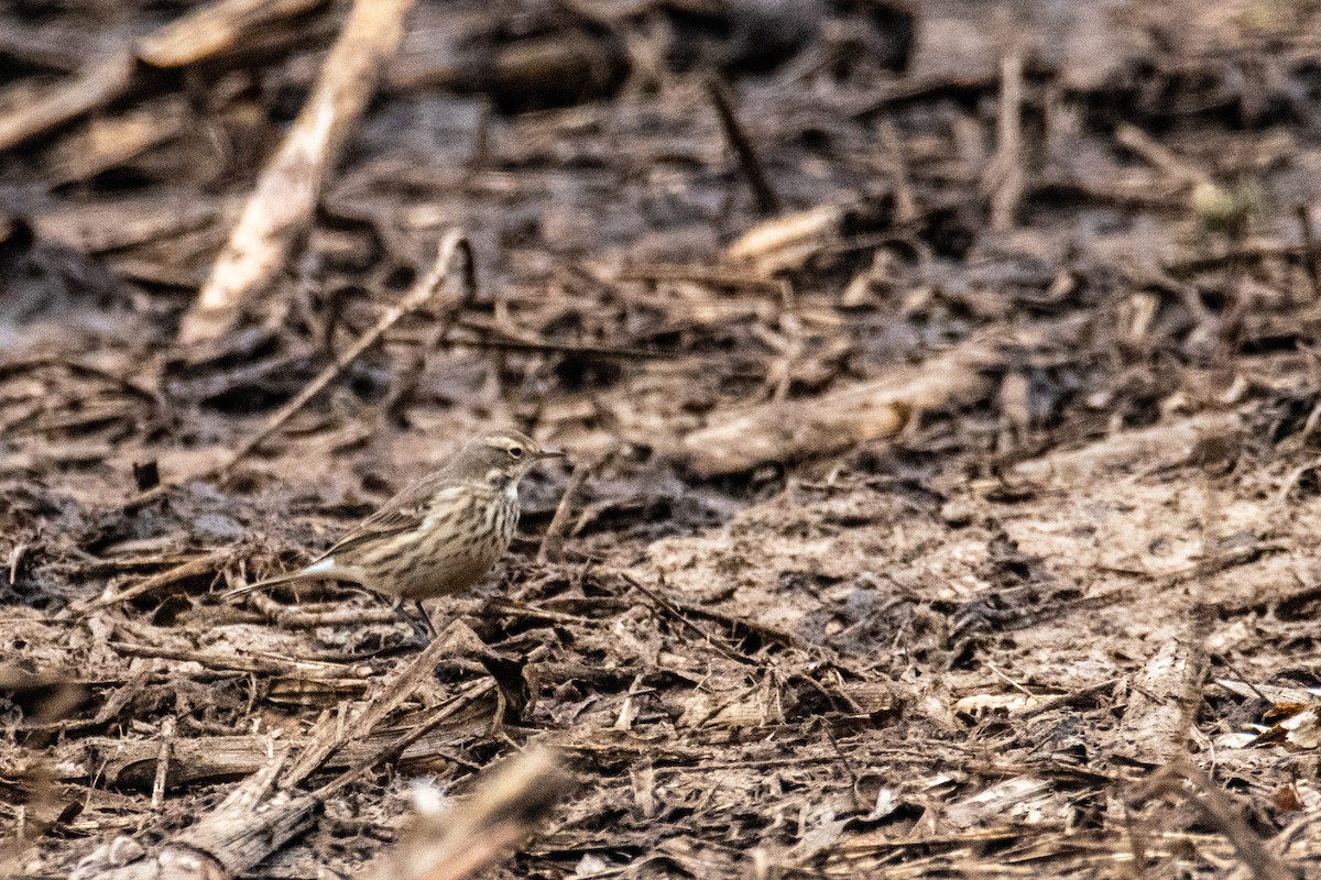 American Pipit - ML644715148