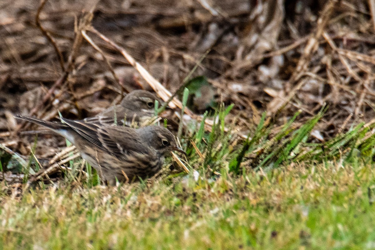 American Pipit - ML644715149
