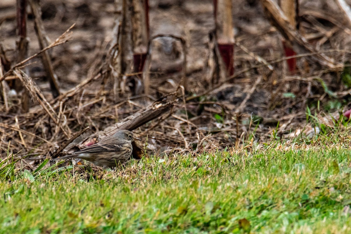 American Pipit - ML644715150