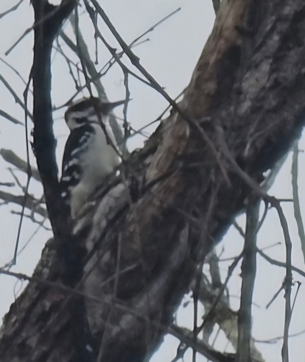 Hairy Woodpecker - ML644715152