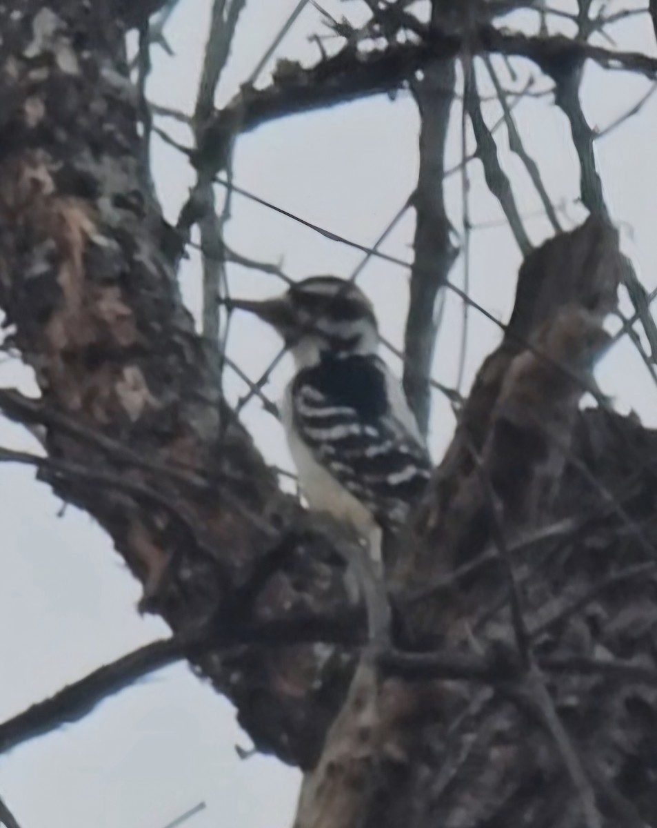 Hairy Woodpecker - ML644715153