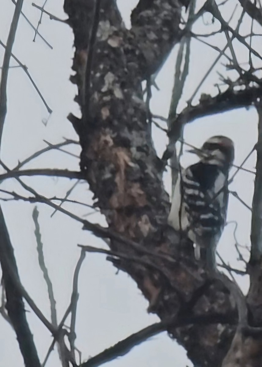 Hairy Woodpecker - ML644715154