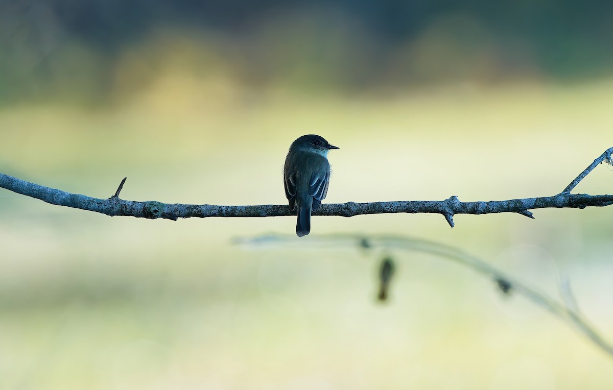 Eastern Phoebe - ML644715155