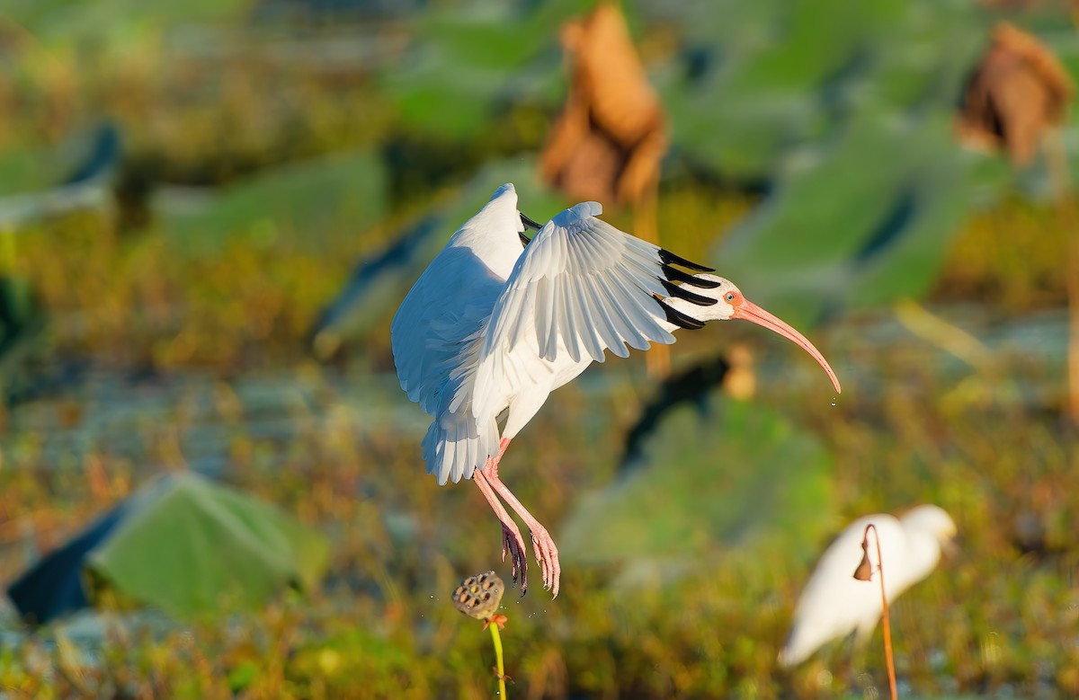 White Ibis - ML644715158
