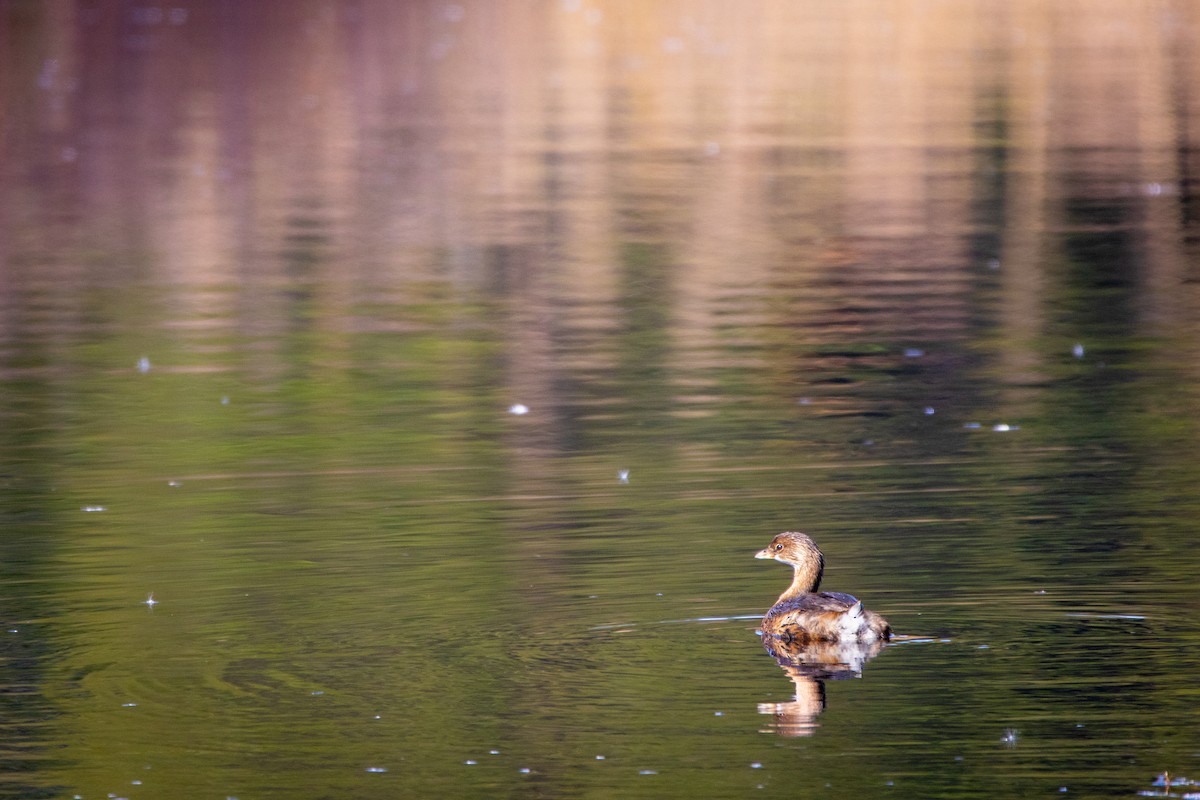 Pied-billed Grebe - ML644715160