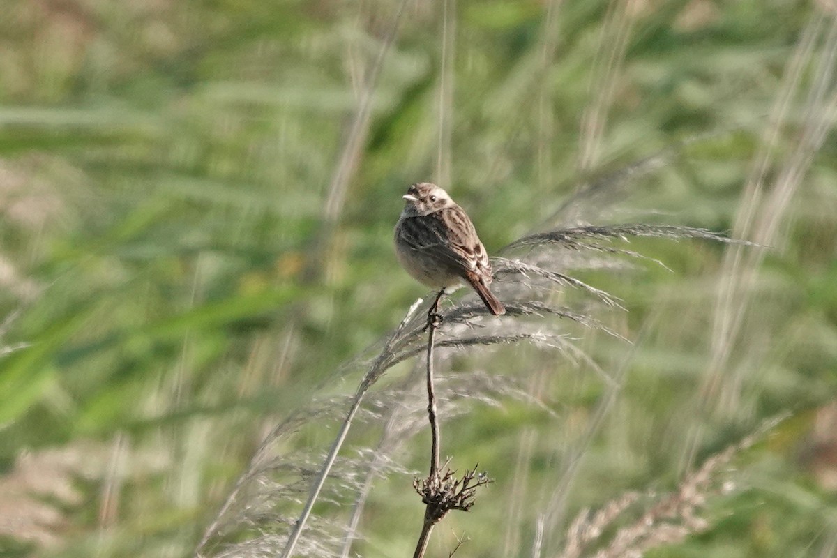 European Stonechat - ML644715161