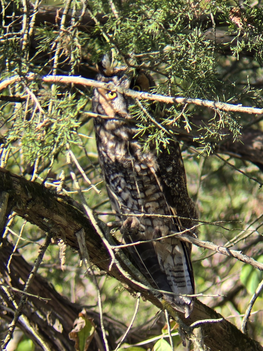 Ушастая сова - ML644715163