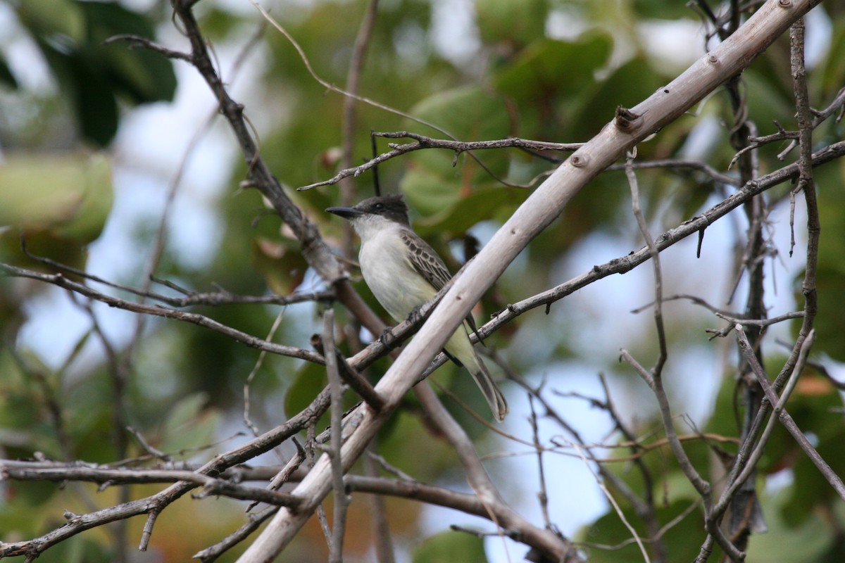 オジロハイイロタイランチョウ - ML644715164