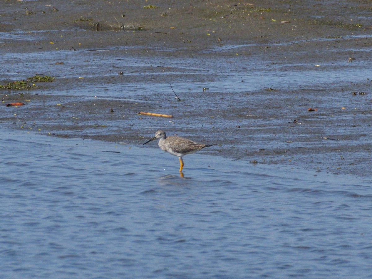 Tüpfelgelbschenkel - ML644715181