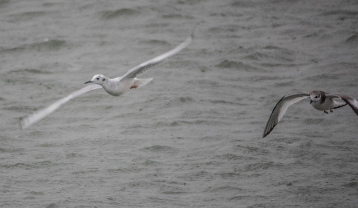 Gabbiano di Bonaparte - ML644715202