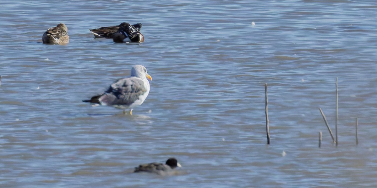 Lesser Black-backed Gull - ML644715203
